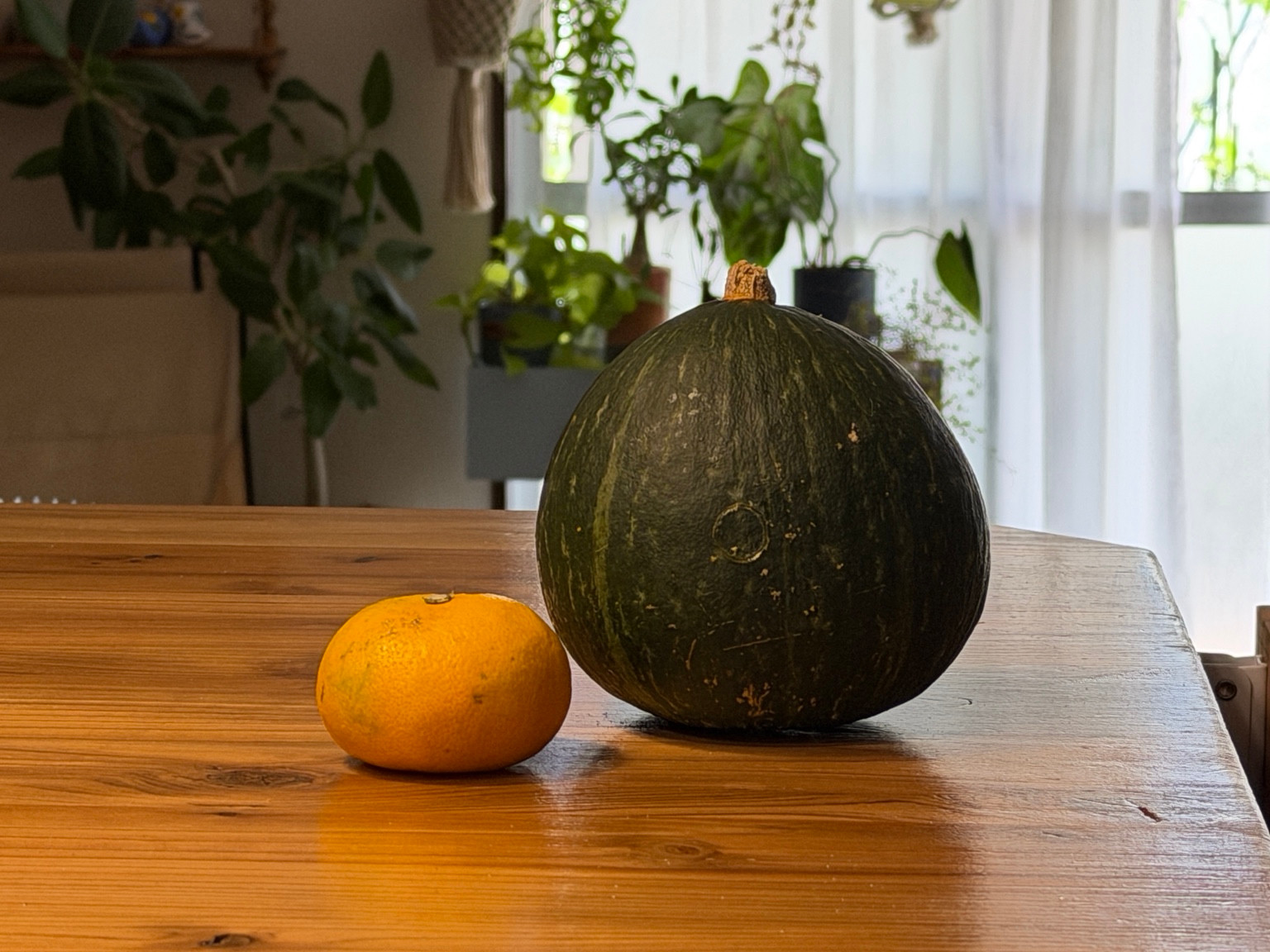 iPhone 17 Proで撮影 食材と窓際の植物の様子